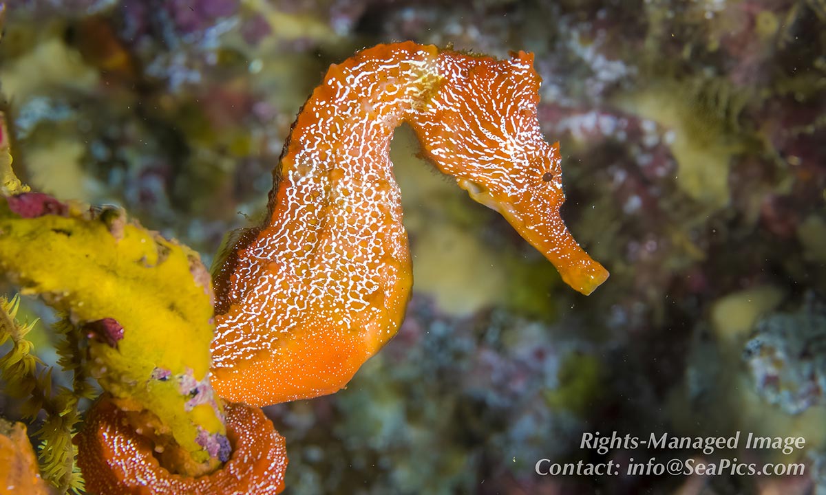 Sea Horse in the Aquarium. 