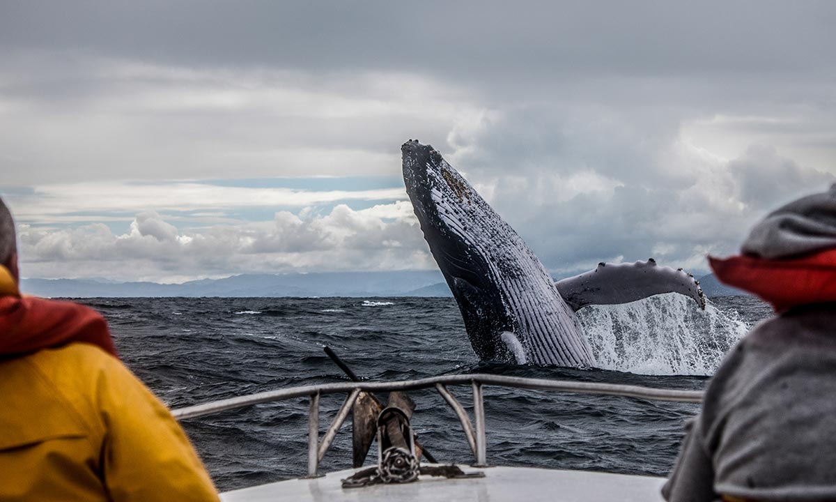 Group of people whale watching up close.
