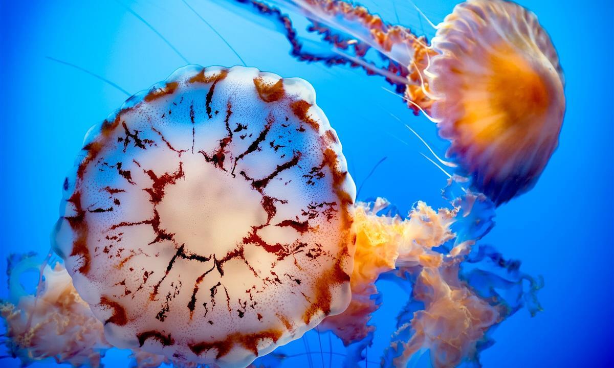 Sea Horse in the Aquarium. 