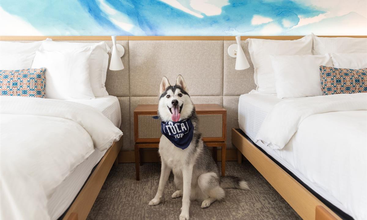 Huskey in Portola Guest room.