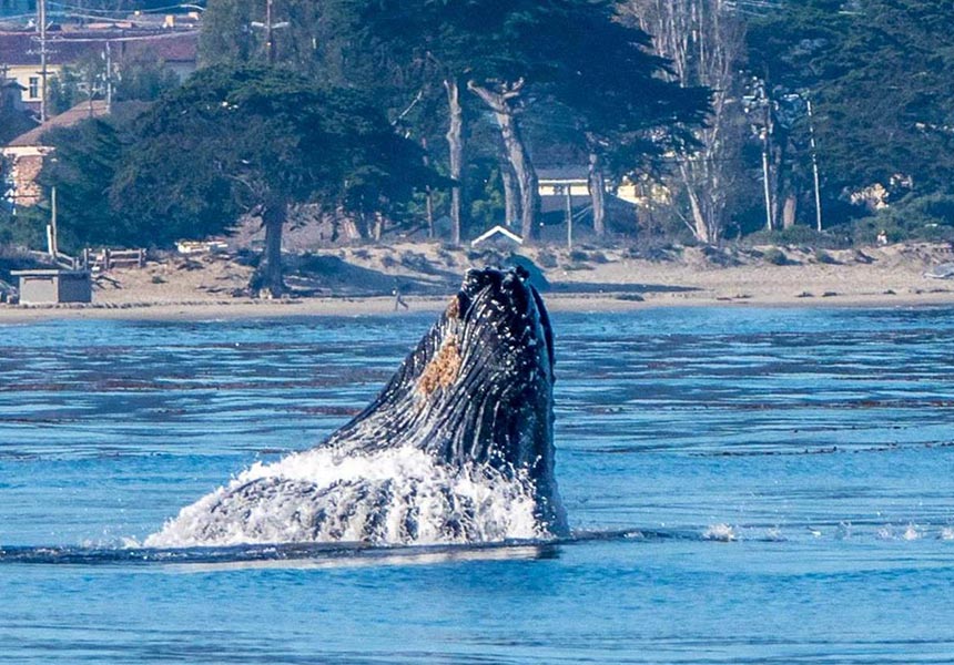 A whale above the water.