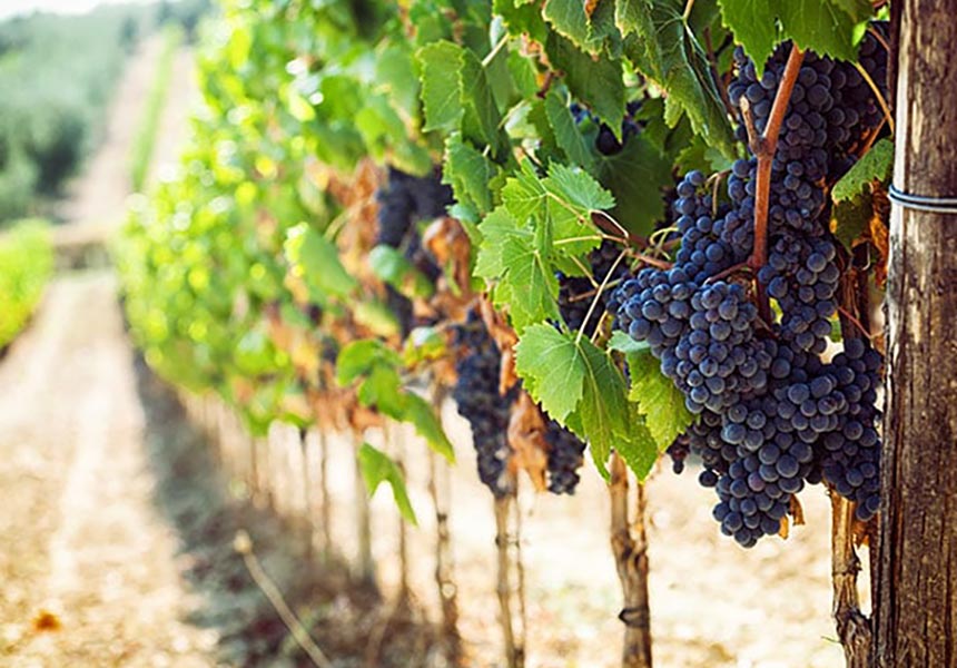 Grapes in a wine vineyard.
