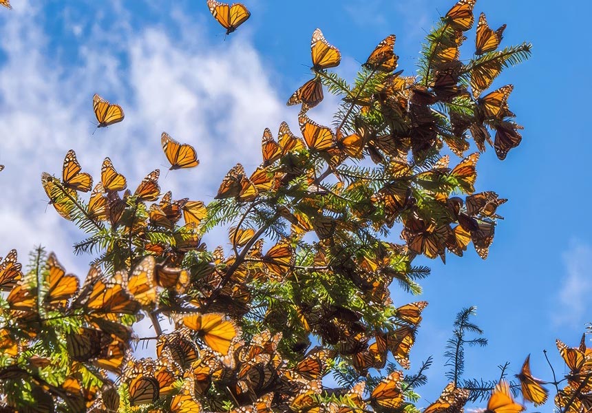 Monarch butterflies.