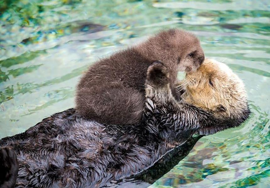 Otter parent and baby.