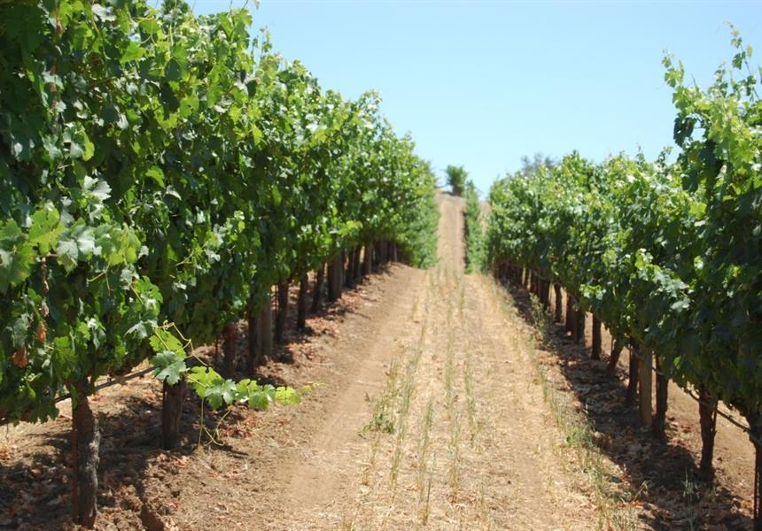 Vineyard