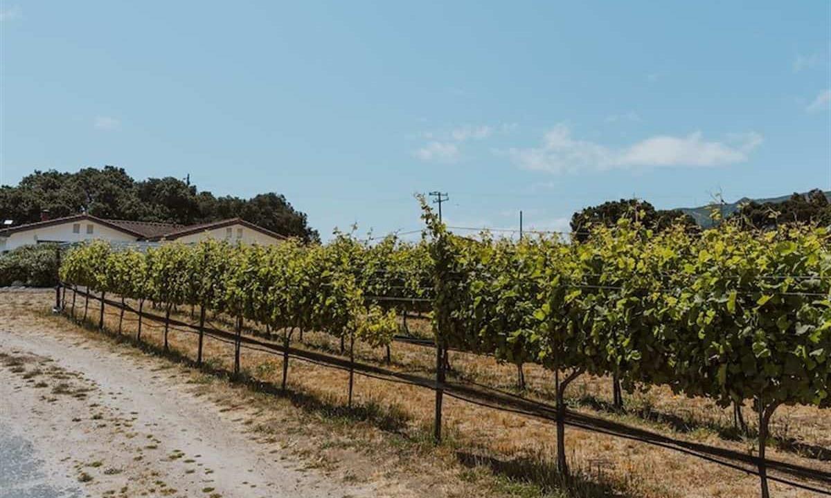 Grapevines at vineyard