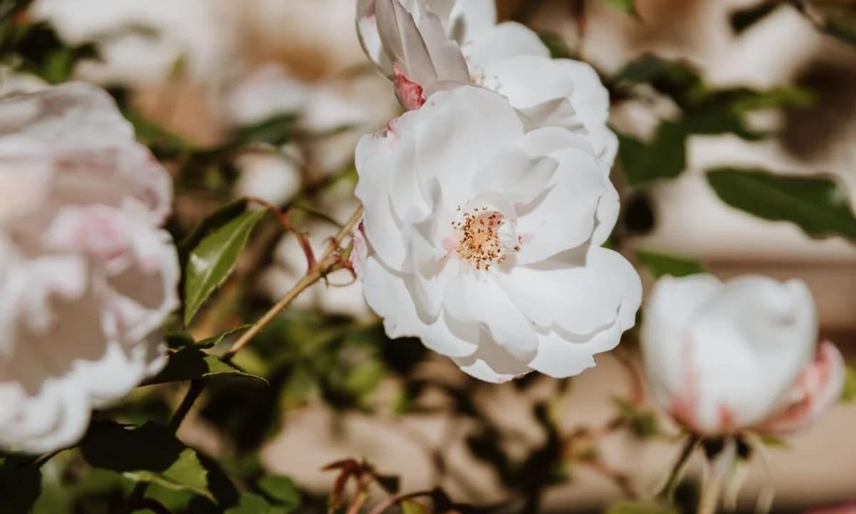 close up of spring flower