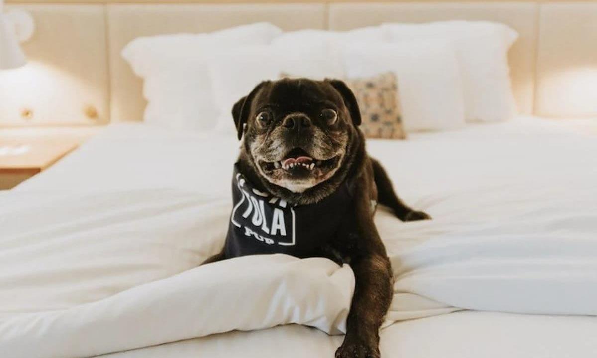 dog in hotel bed