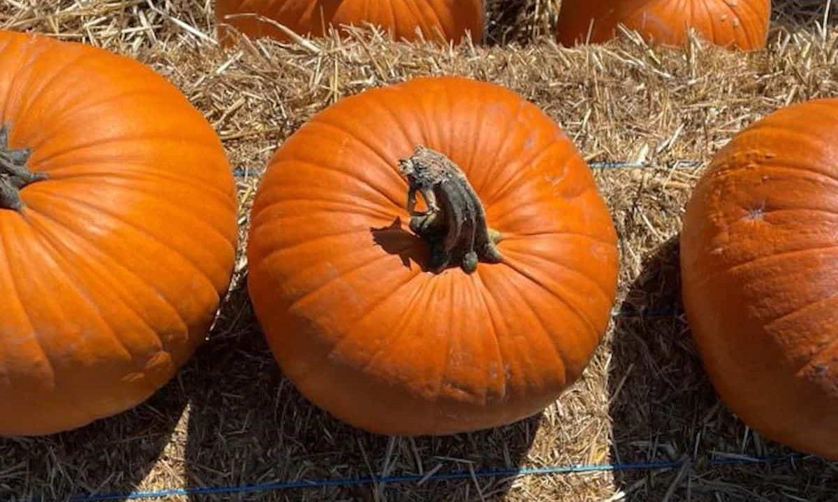 Pumpkins on hay
