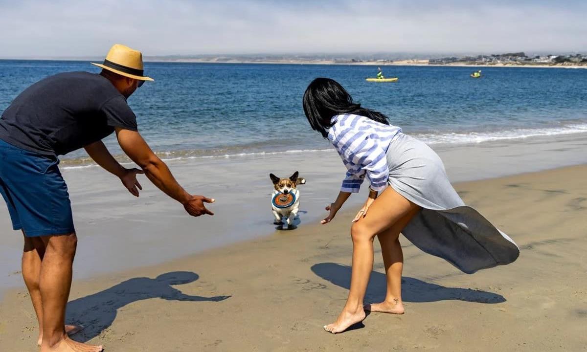 Couple playing with dog on the beach