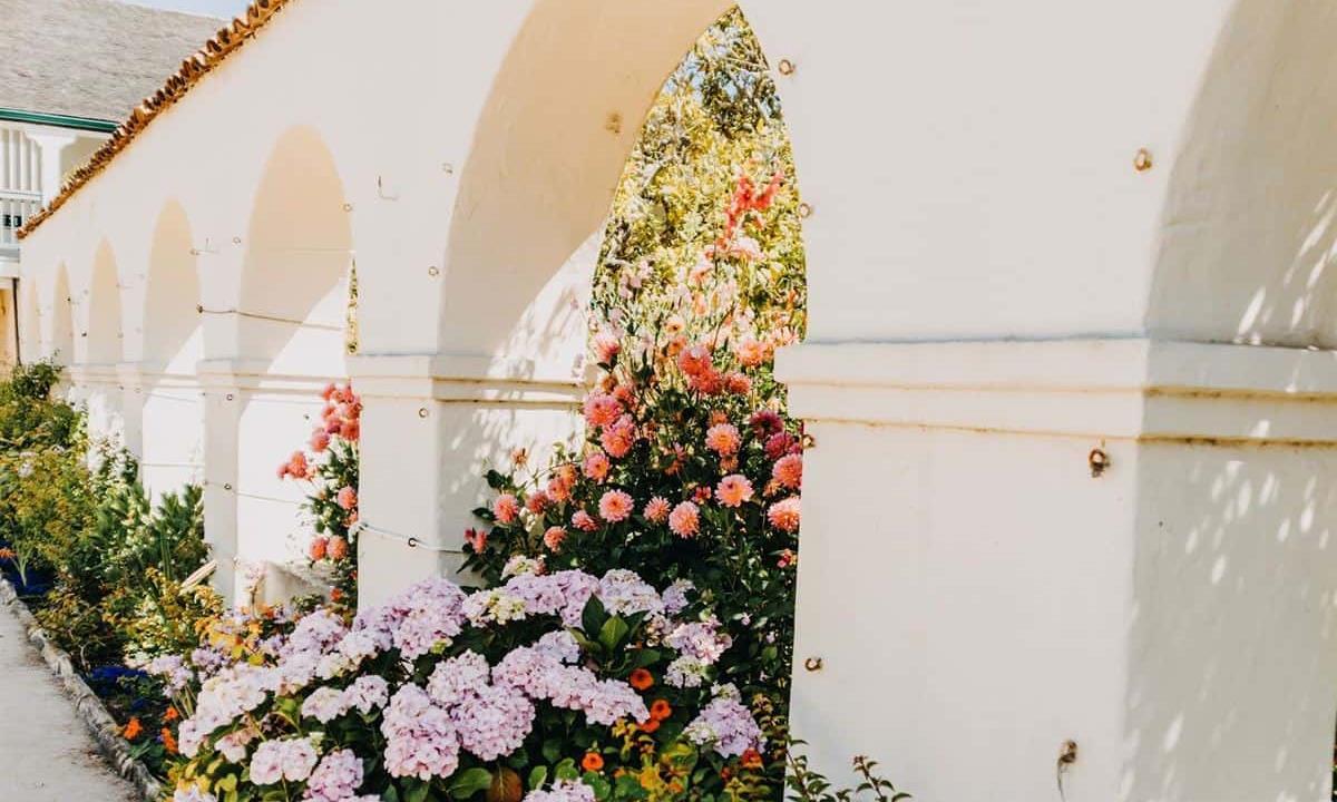 flowers in bloom by hotel garden