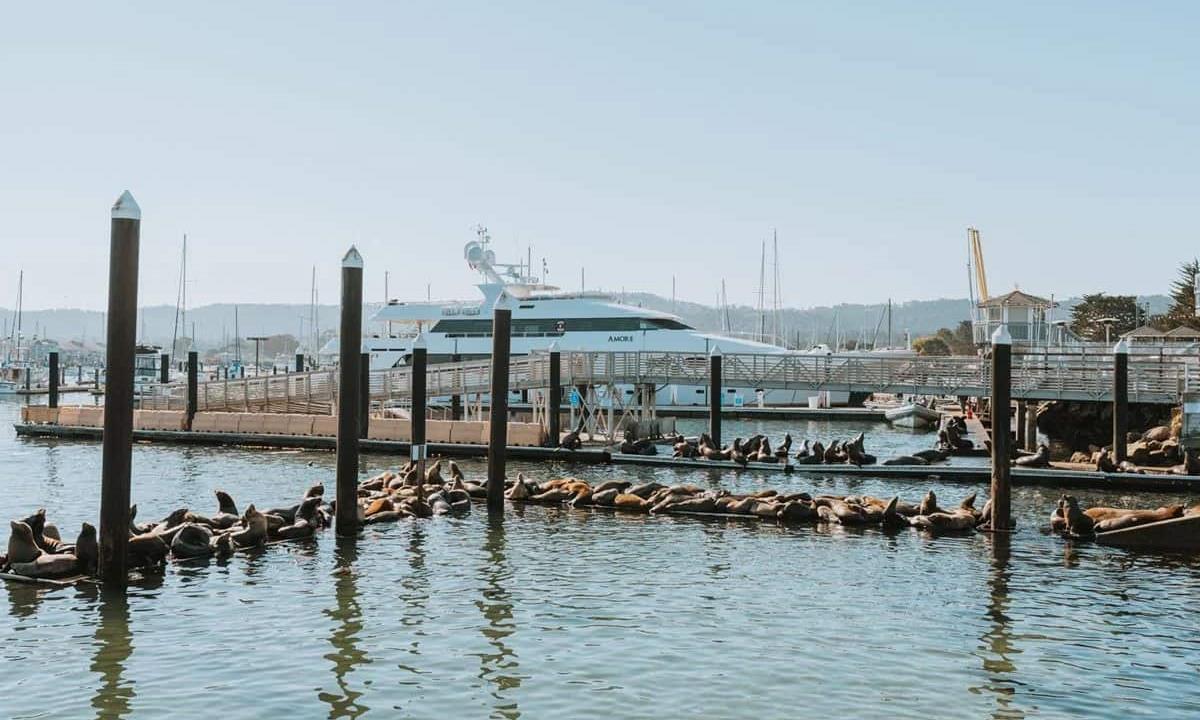 view of the harbor surrounded by seals