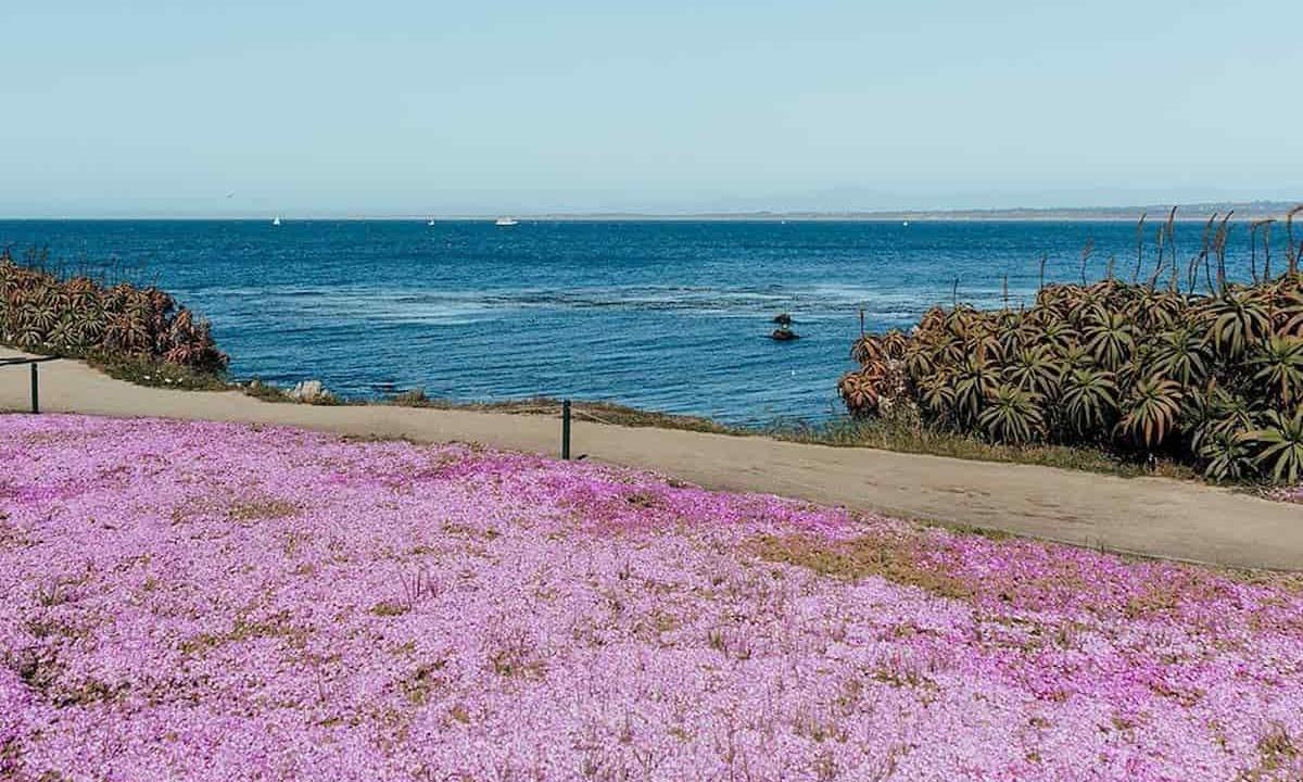purple foliage cover grasses near ocean