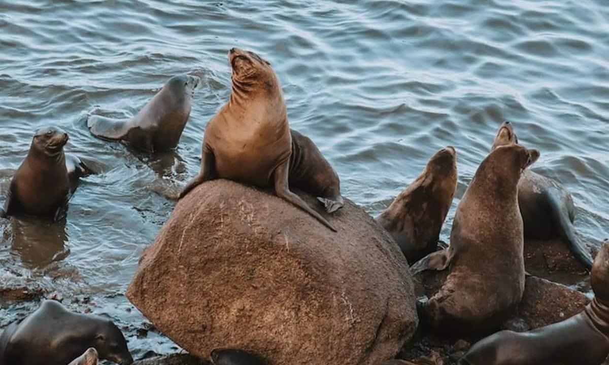 Seals gather on rocks