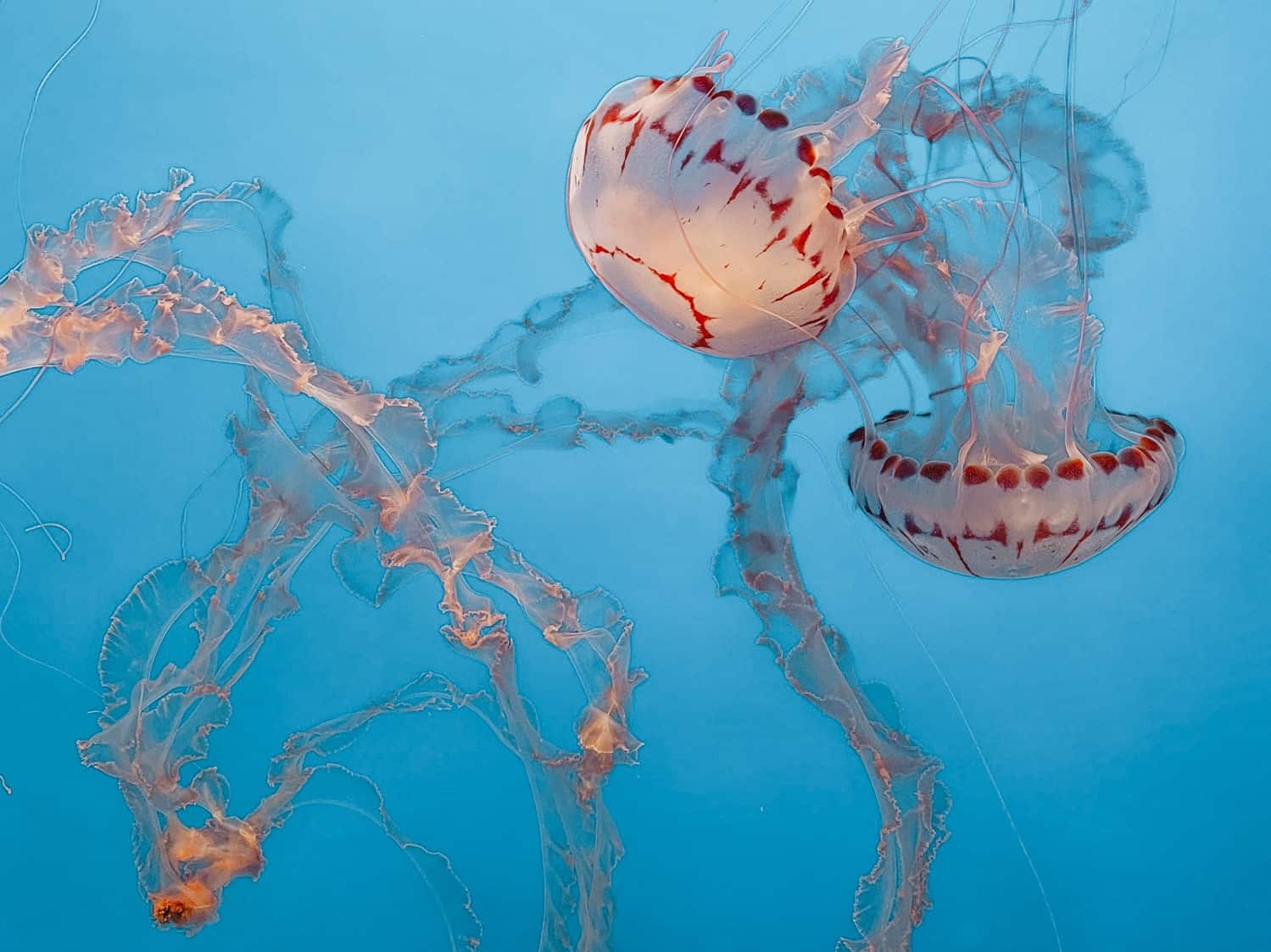 jellyfish in aquarium