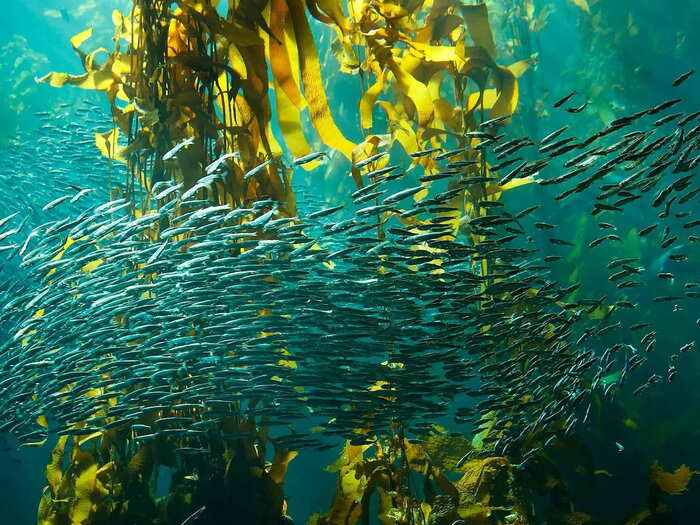 school of fish in aquarium