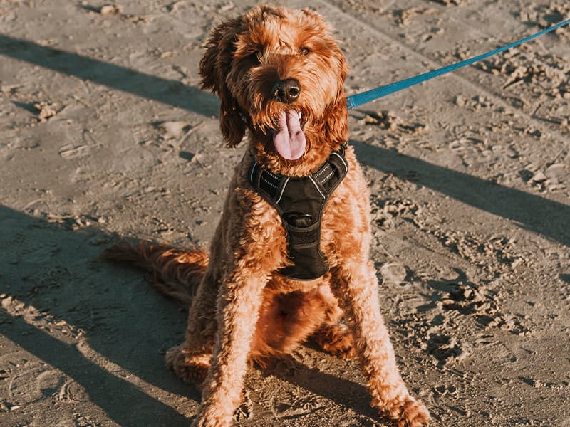 dog with harness on