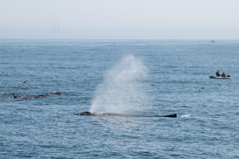 a pod of whale near the beach
