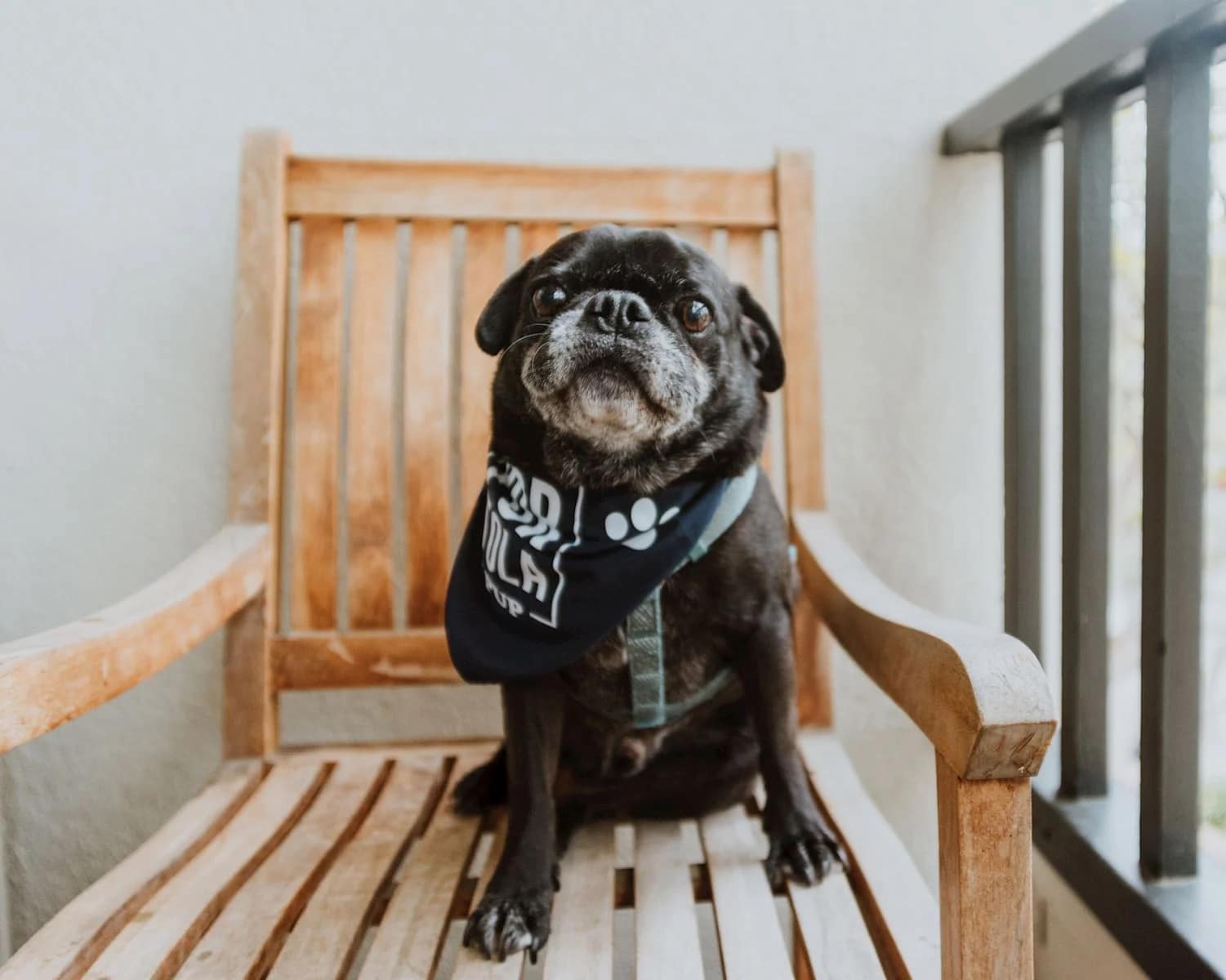 puppy on a chair