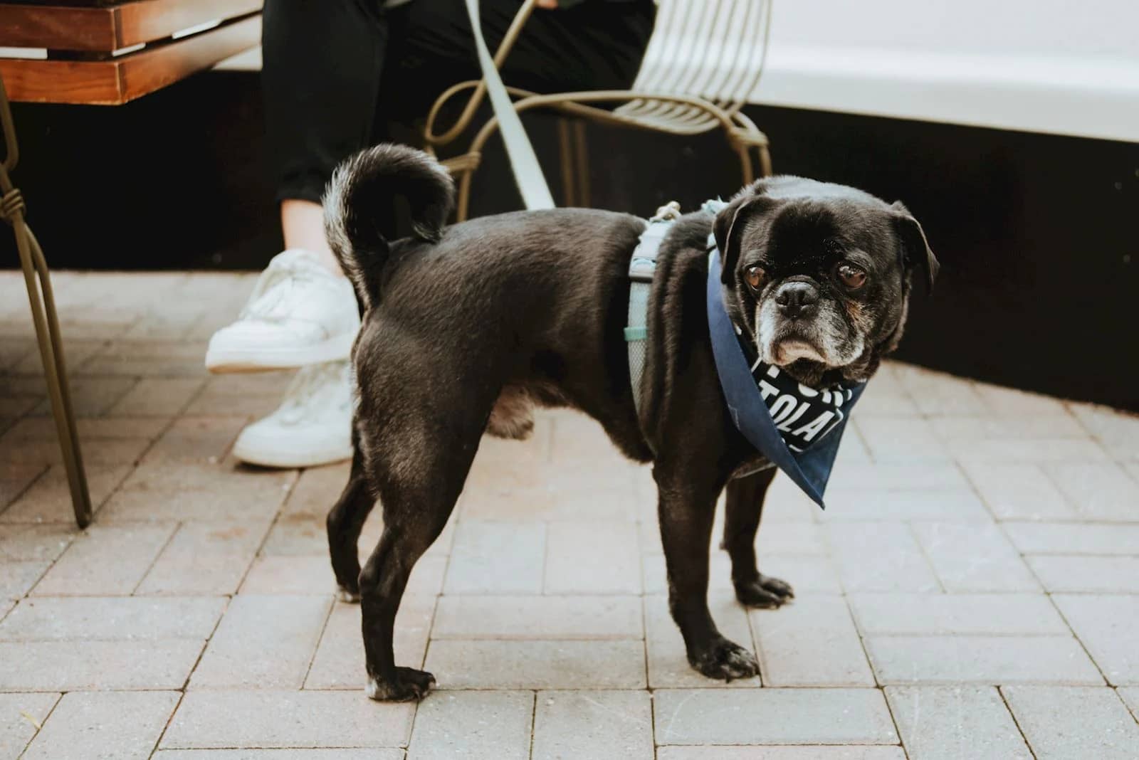 puppy on leash waiting for food