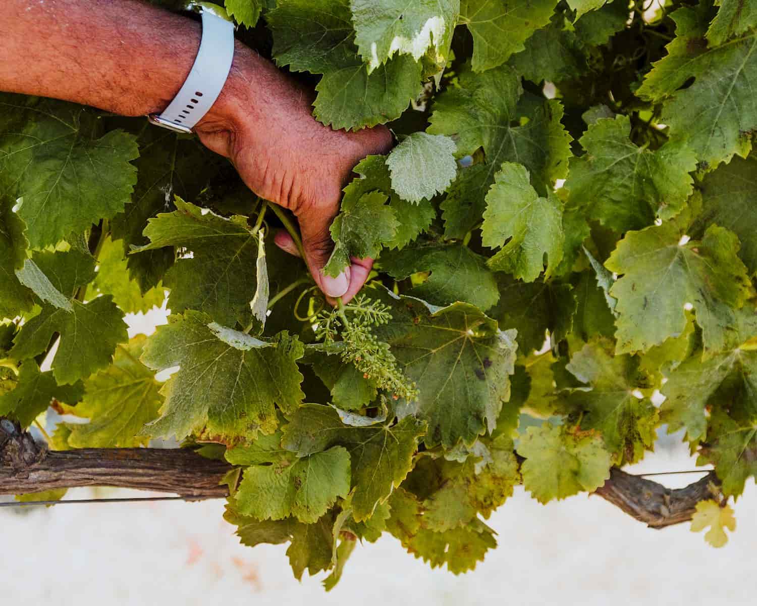 close up of grapevine