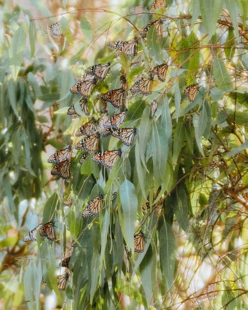 Monarch butterflies clustered on a tree