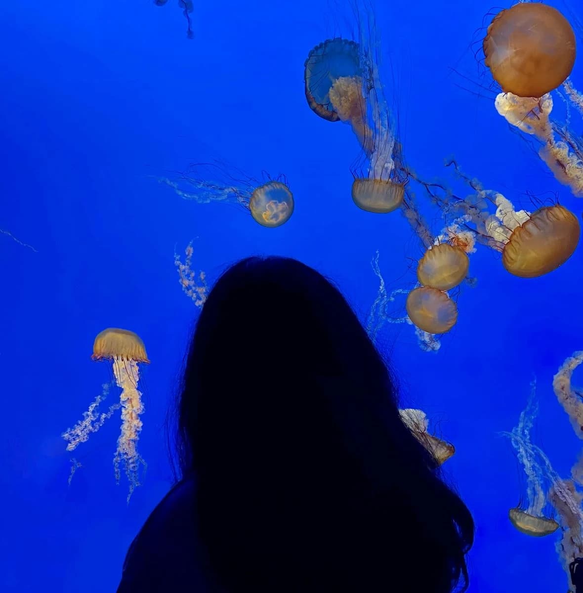 watching jellyfish in aquarium