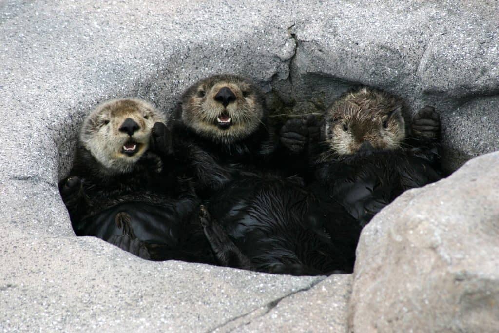 a group of otters huddling together