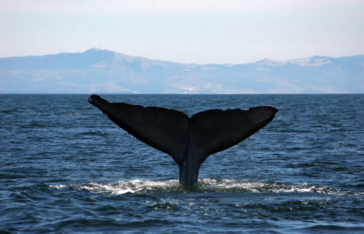 humpback whale tale 