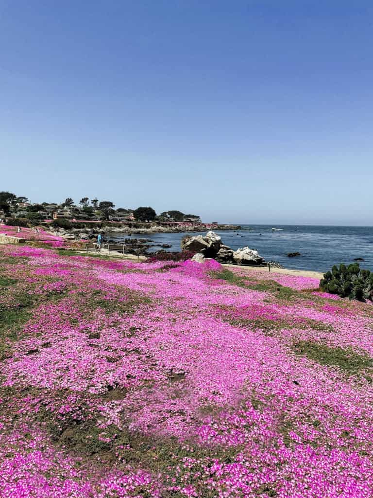 purple foliage covers the ground with beach views