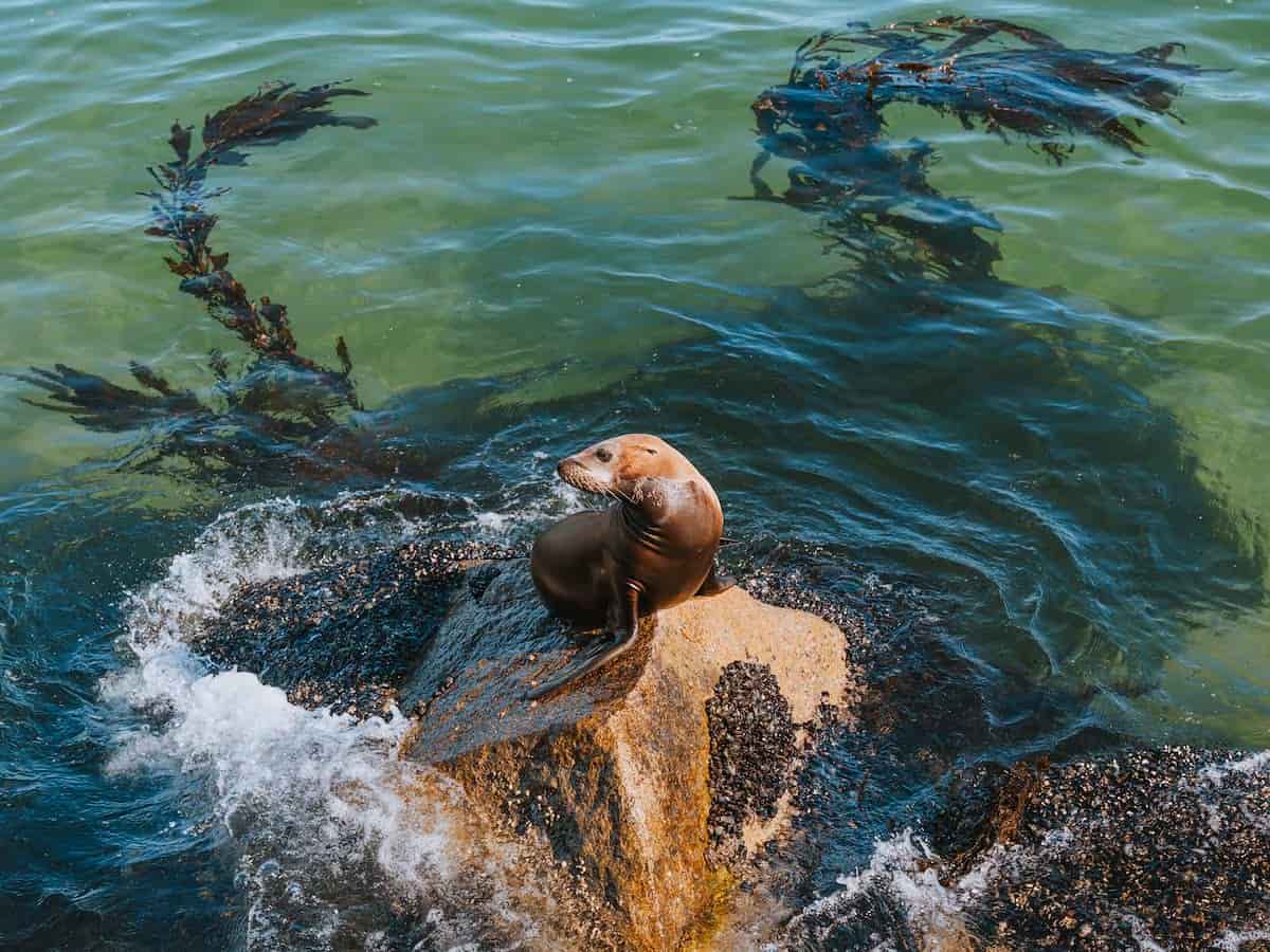 seal lion on a rock