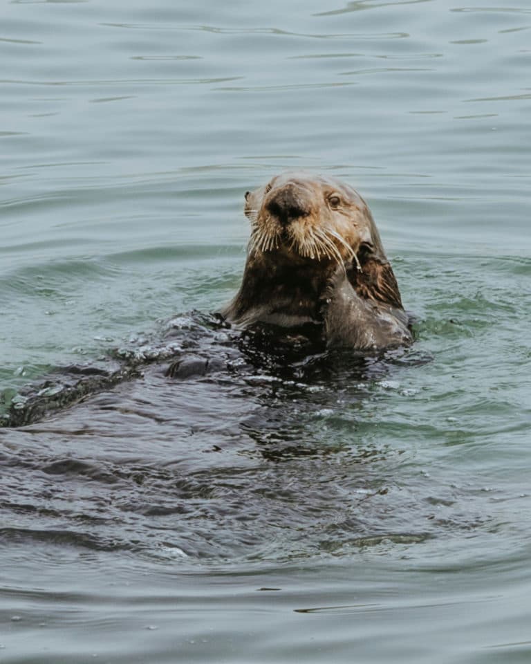 sea otter in harbor