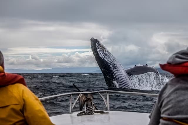 Humpback whale breaching