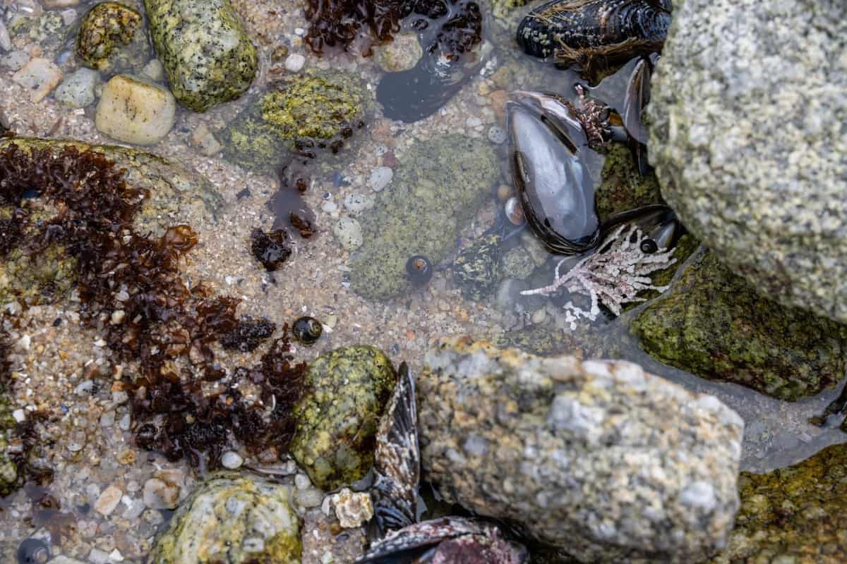close up of tidepools 