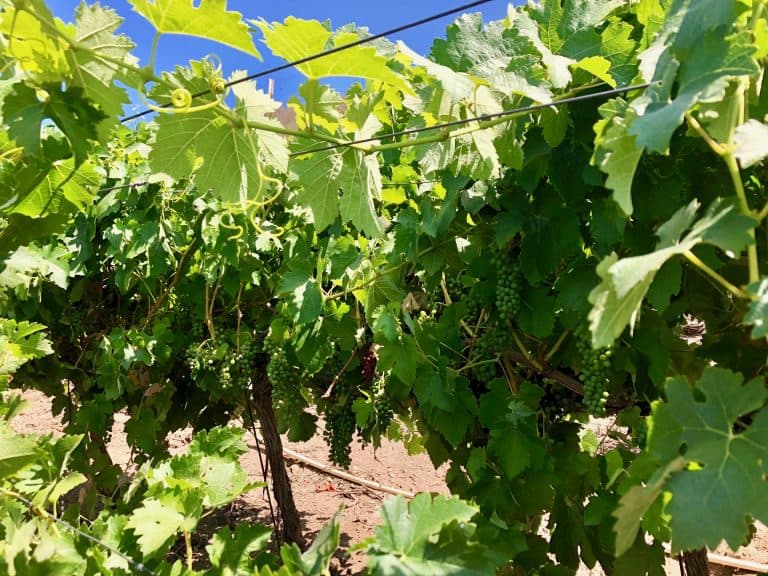 close up of grapes on vines