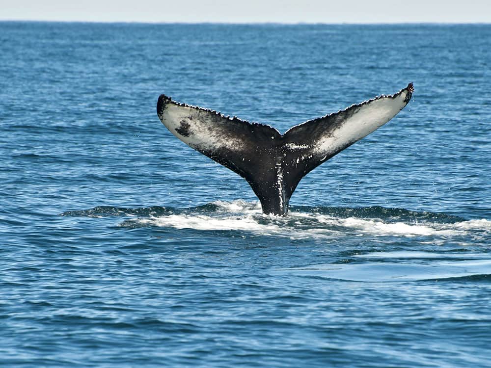 humpback whale tail