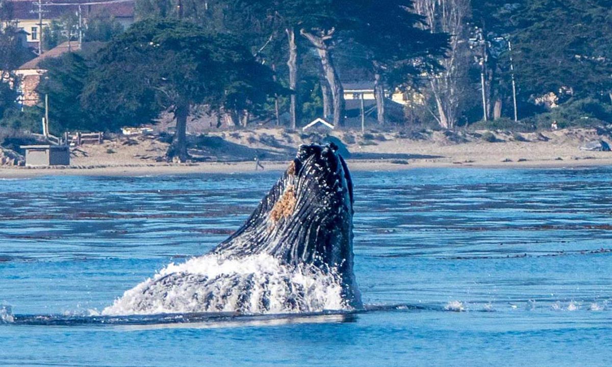 humpback whale breaching