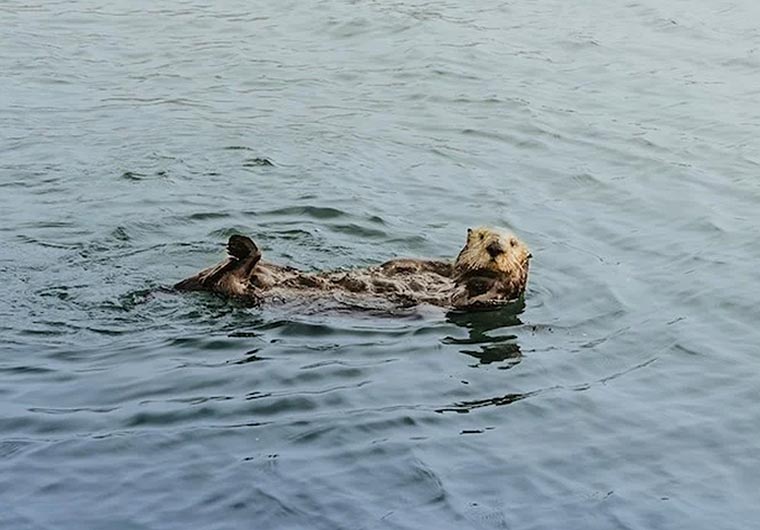 Monterey sea otter. 