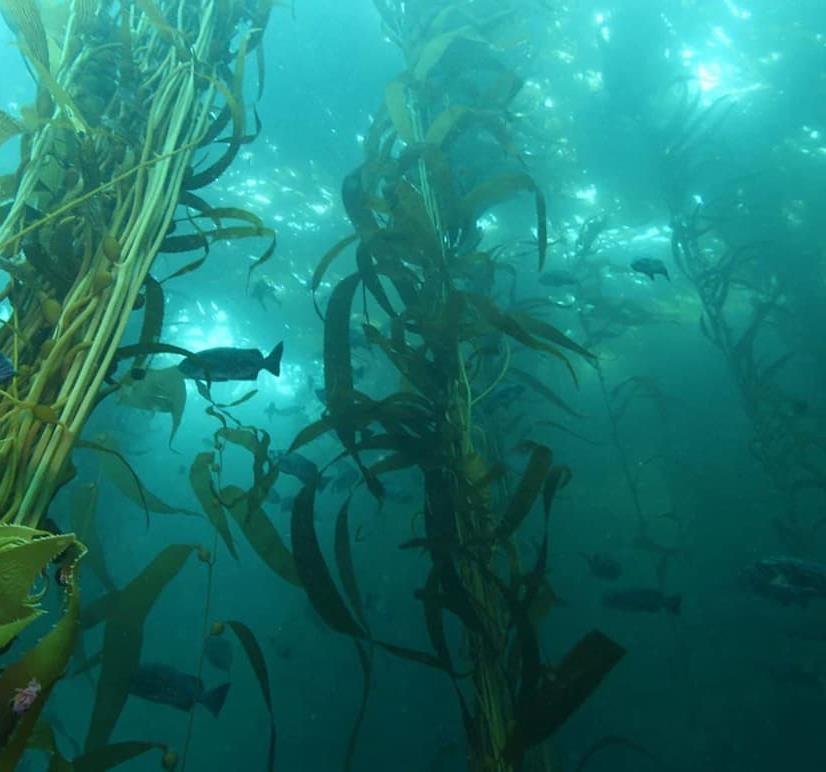 Kelp Forest 