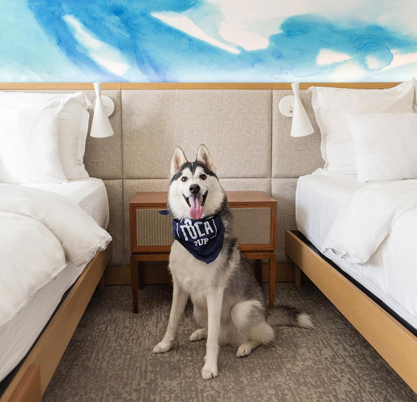 Husky in the double queen room. 