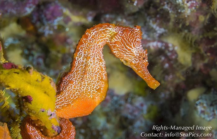 Sea horse at aquarium.