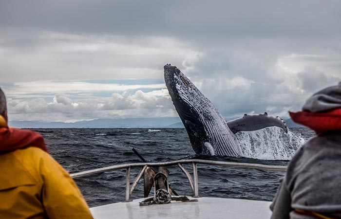 People whale watching close up.