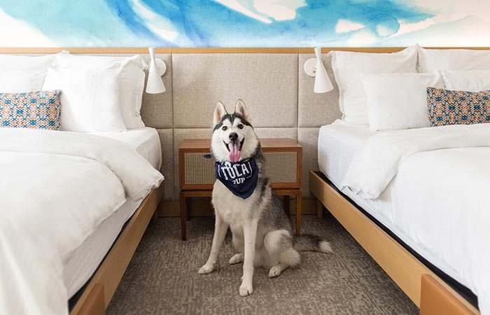 Husky in Portola guest room.