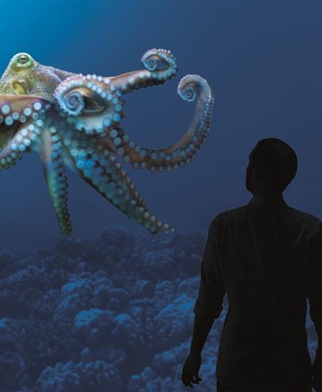 person watching an octopus in an aquarium tank