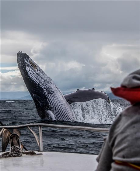 Whale jumping out of the ocean