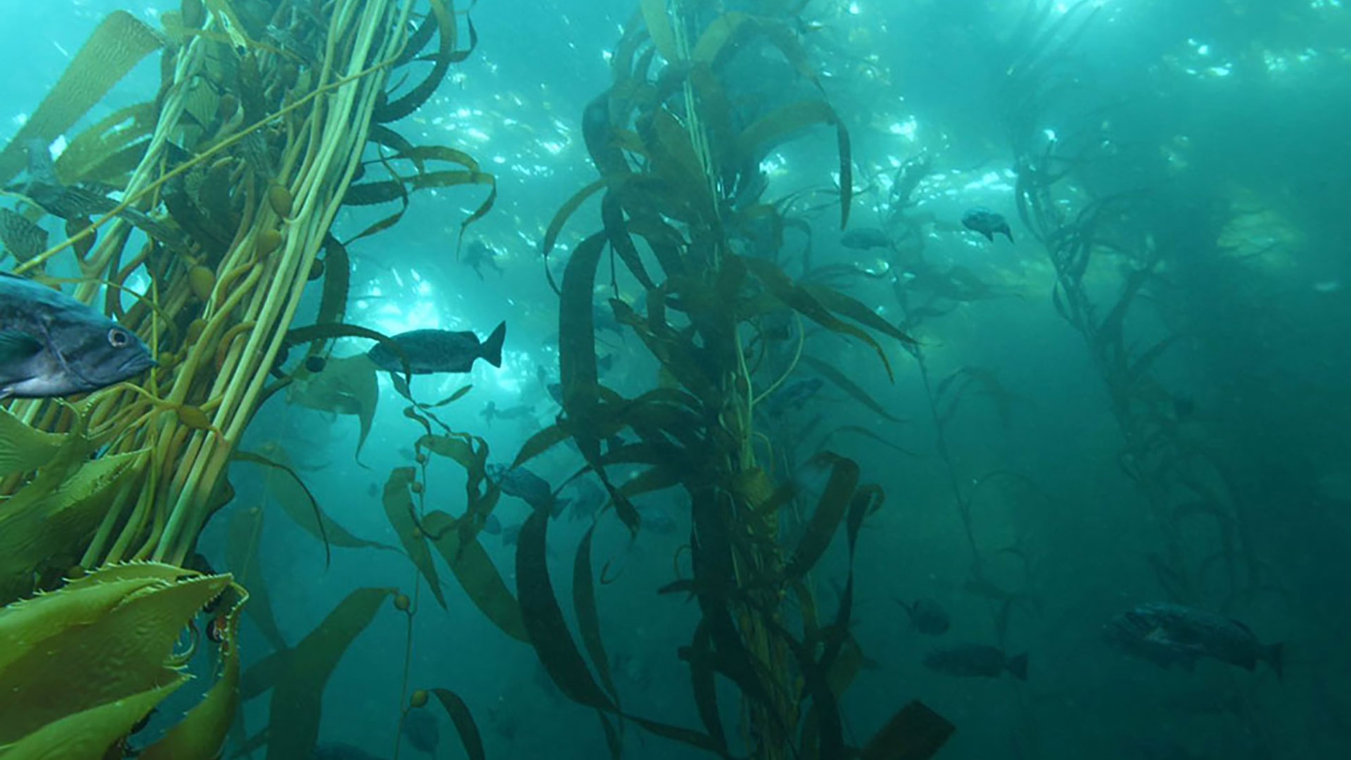 Kelp Forest 
