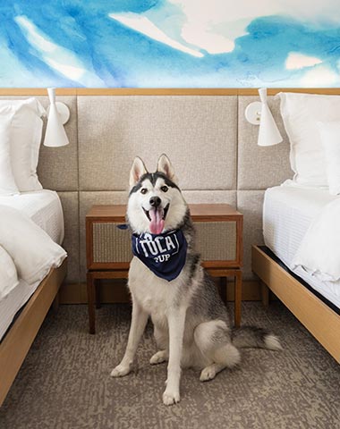 Husky in guest room