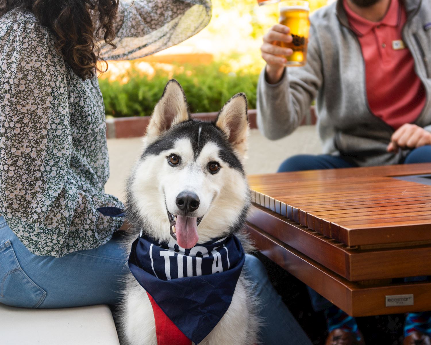 Dog friendly deals