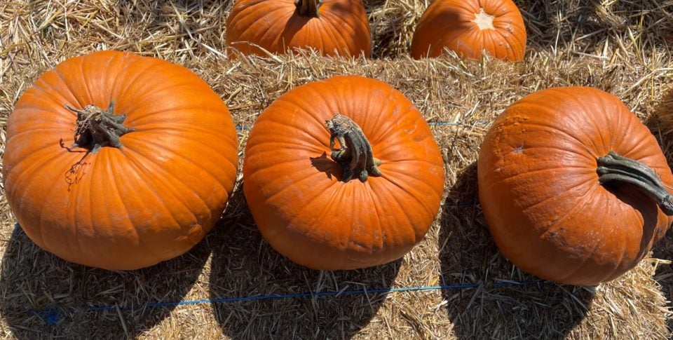 The Best Fall Activities In Monterey County