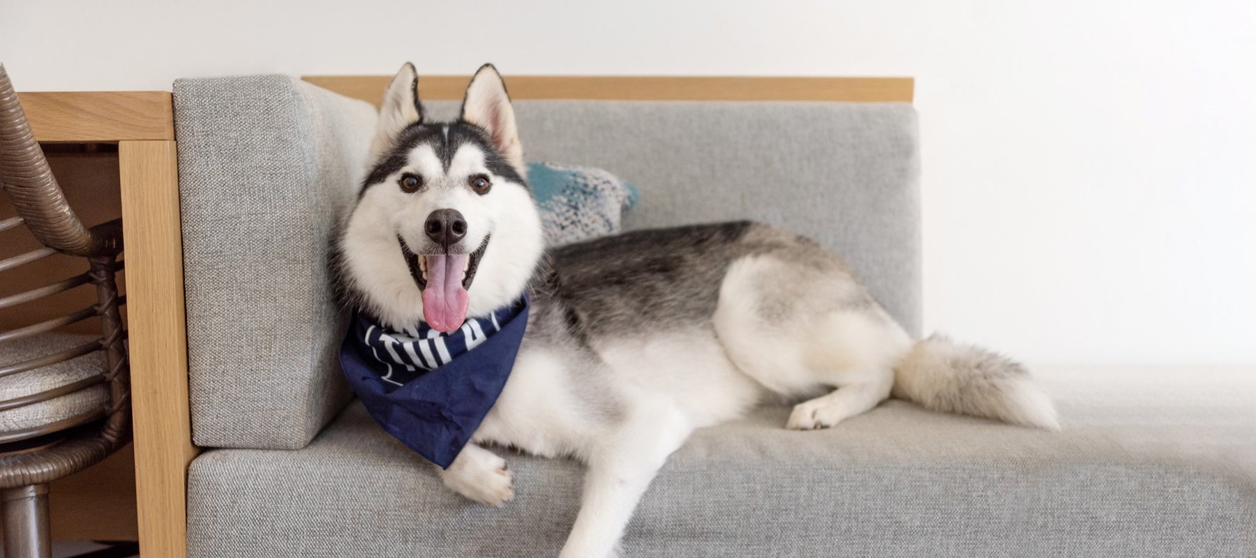 Pet-Friendly at Portola Hotel, monterey California